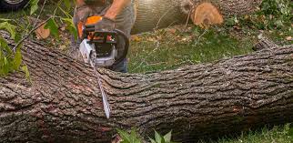 Why Choose Our Tree Removal Services in Hamburg, AR?